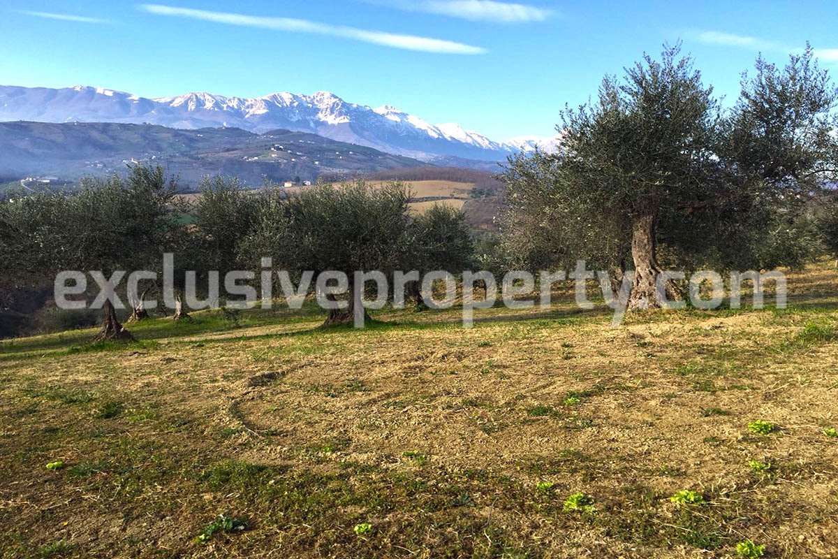 Independent house with land and olive trees for sale in the Province of Teramo 5