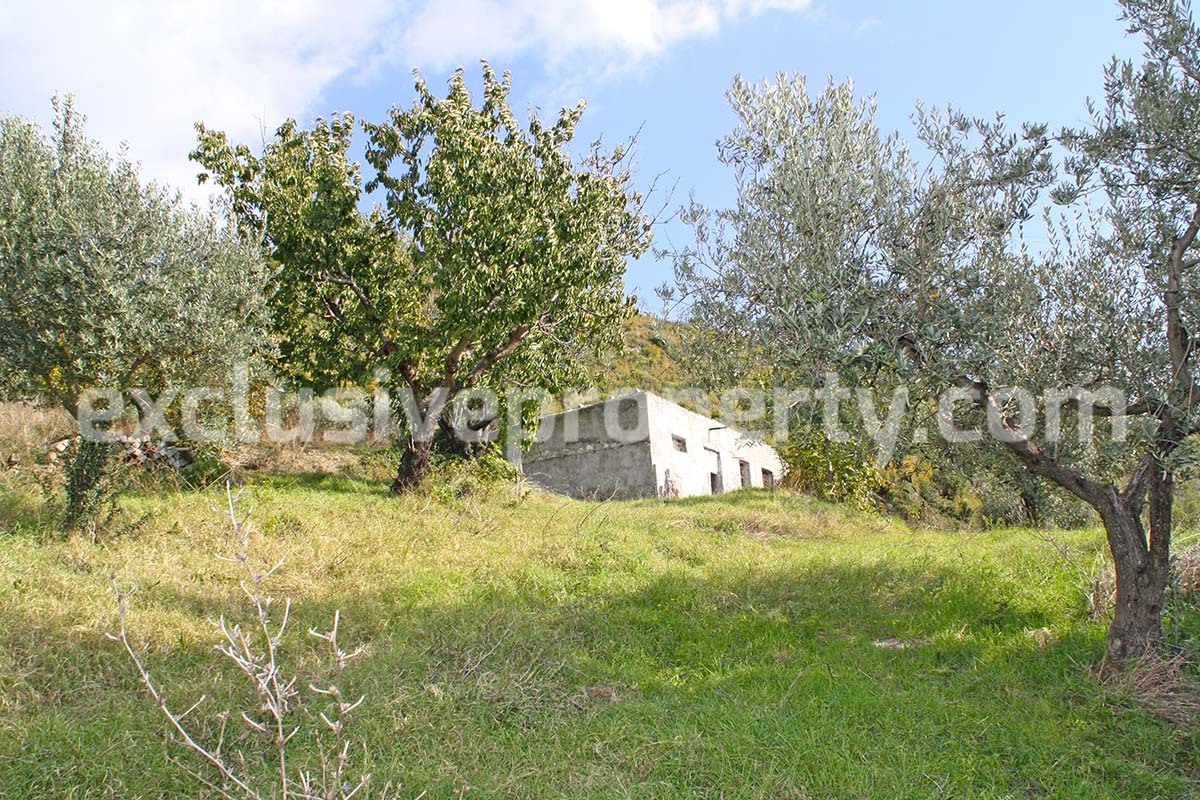 House with olive trees for sale in the Province of Chieti Region Abruzzo 2
