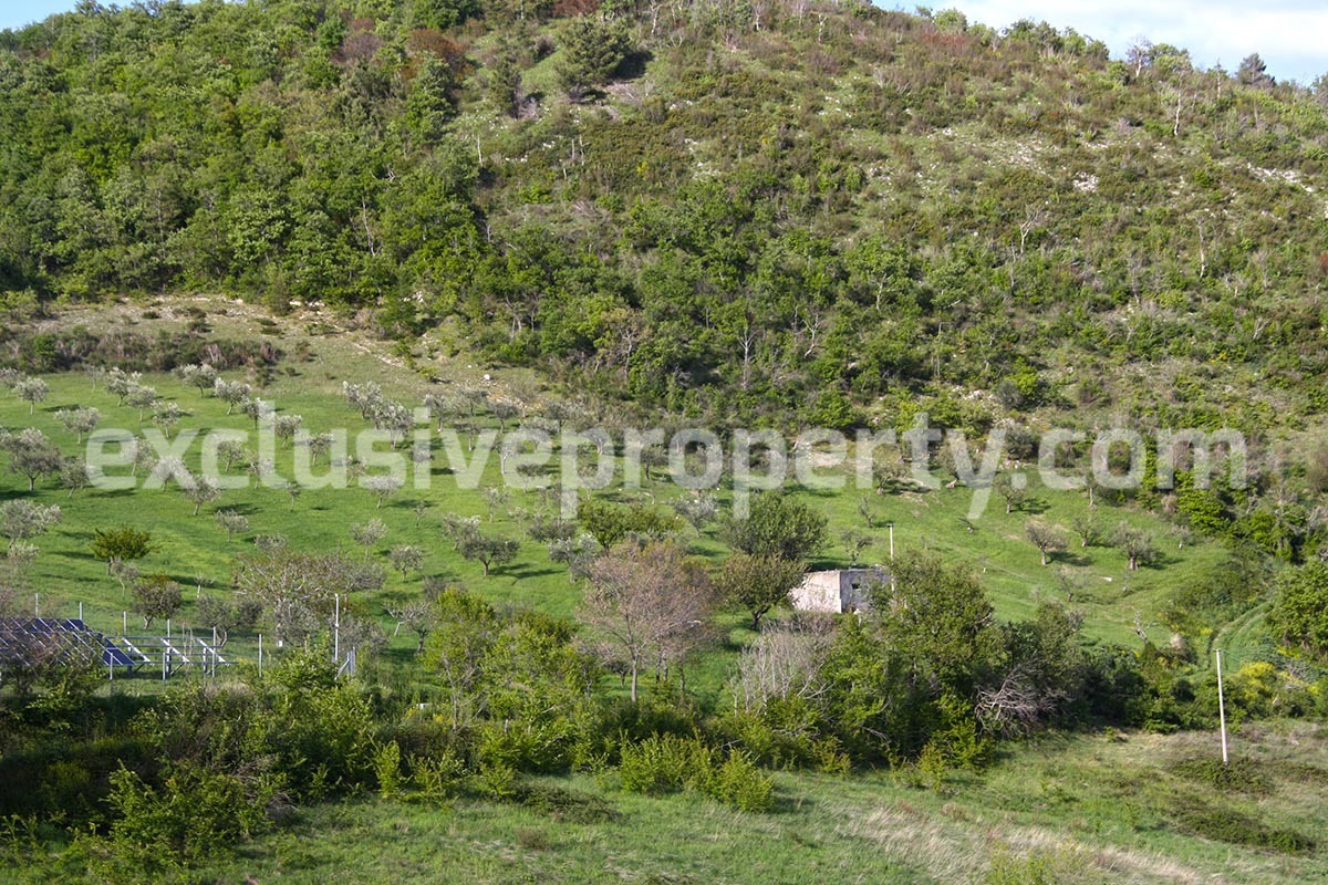 House with olive trees for sale in the Province of Chieti Region Abruzzo 3