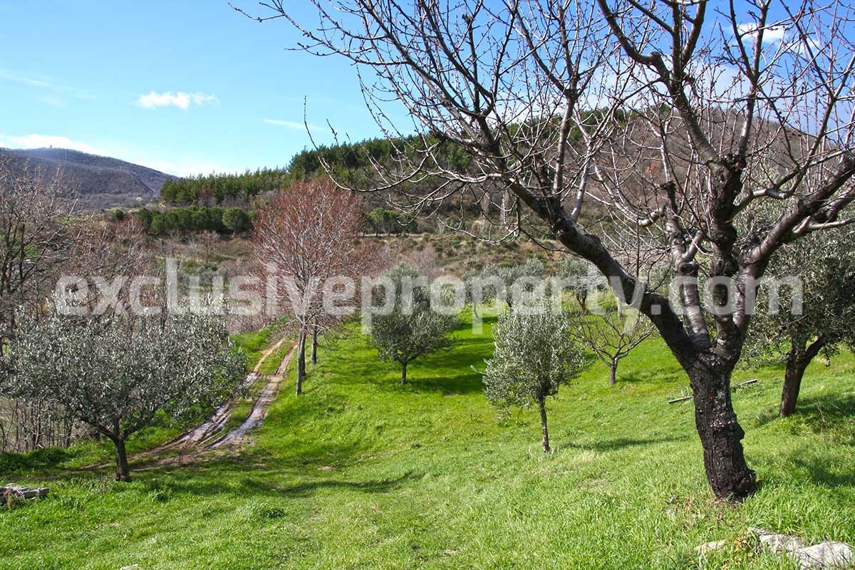 House with olive trees for sale in the Province of Chieti Region Abruzzo 6