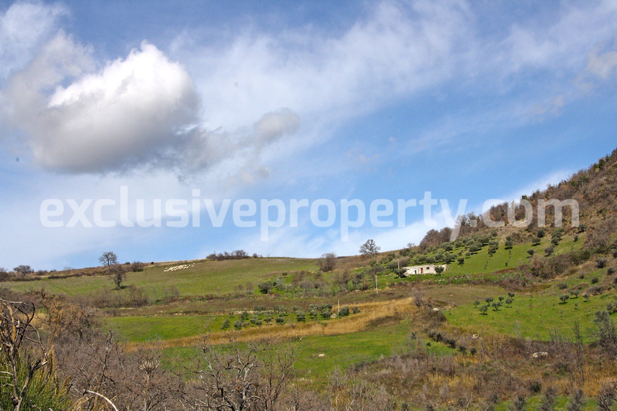 House with olive trees for sale in the Province of Chieti Region Abruzzo 7