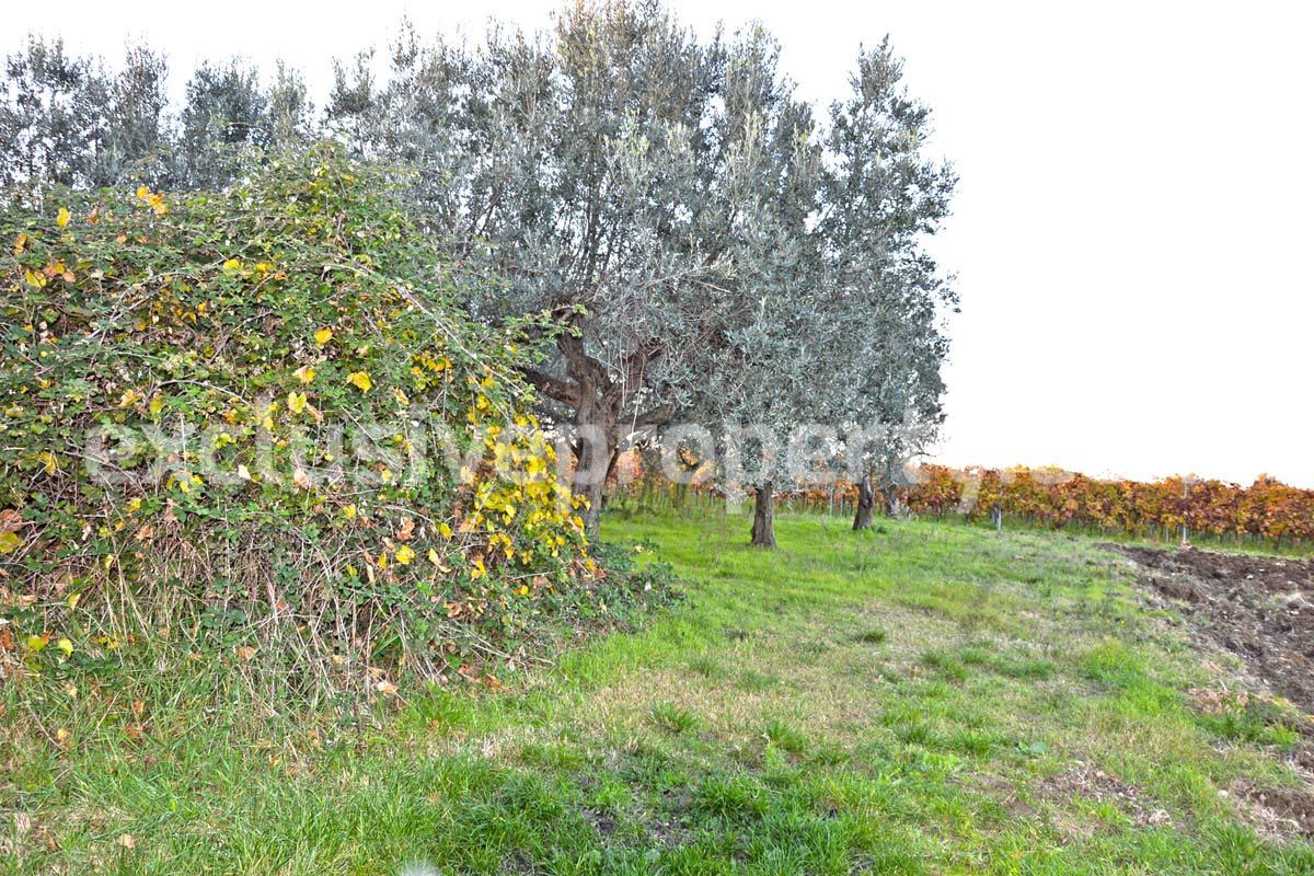 Rural house of character with land and olive trees for sale in Abruzzo 7