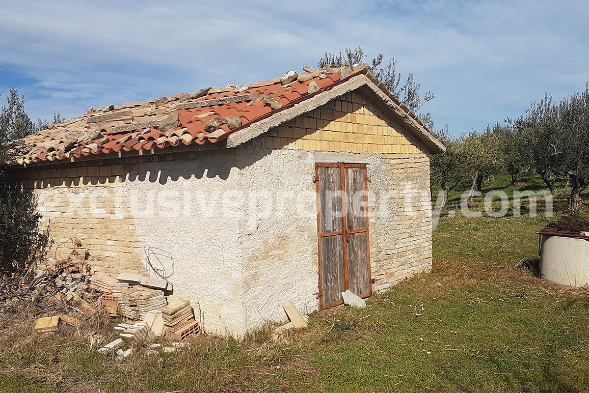 Tiny country house surrounded by 5000 sqm of land with 100 olive trees for sale in Abruzzo