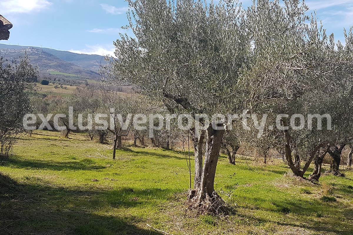 Tiny country house surrounded by 5000 sqm of land with 100 olive trees for sale in Abruzzo