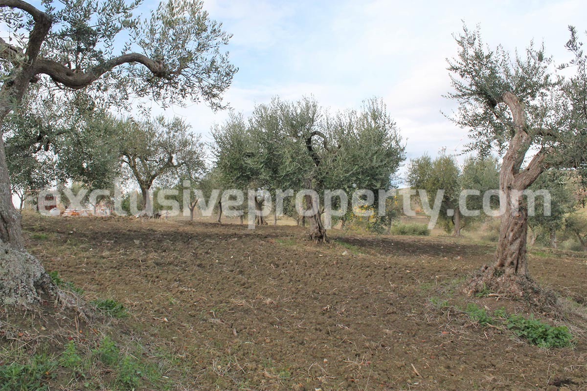 Country house with 1 hectare of arable land and olive grove for sale in Molise 12