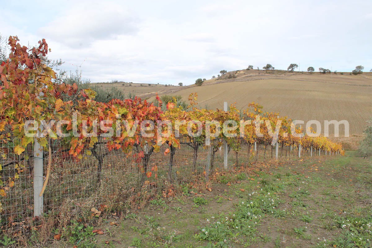 Country house with 1 hectare of arable land and olive grove for sale in Molise 13