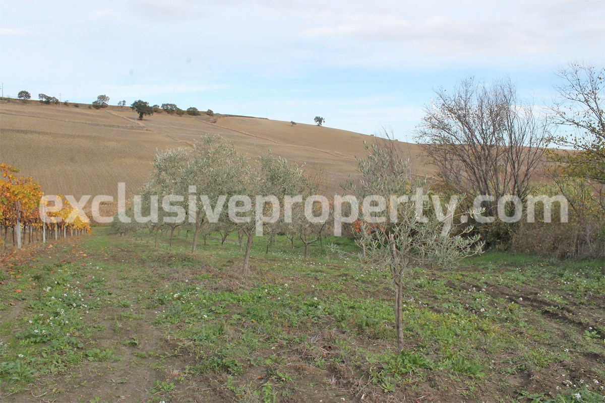 Country house with 1 hectare of arable land and olive grove for sale in Molise 14