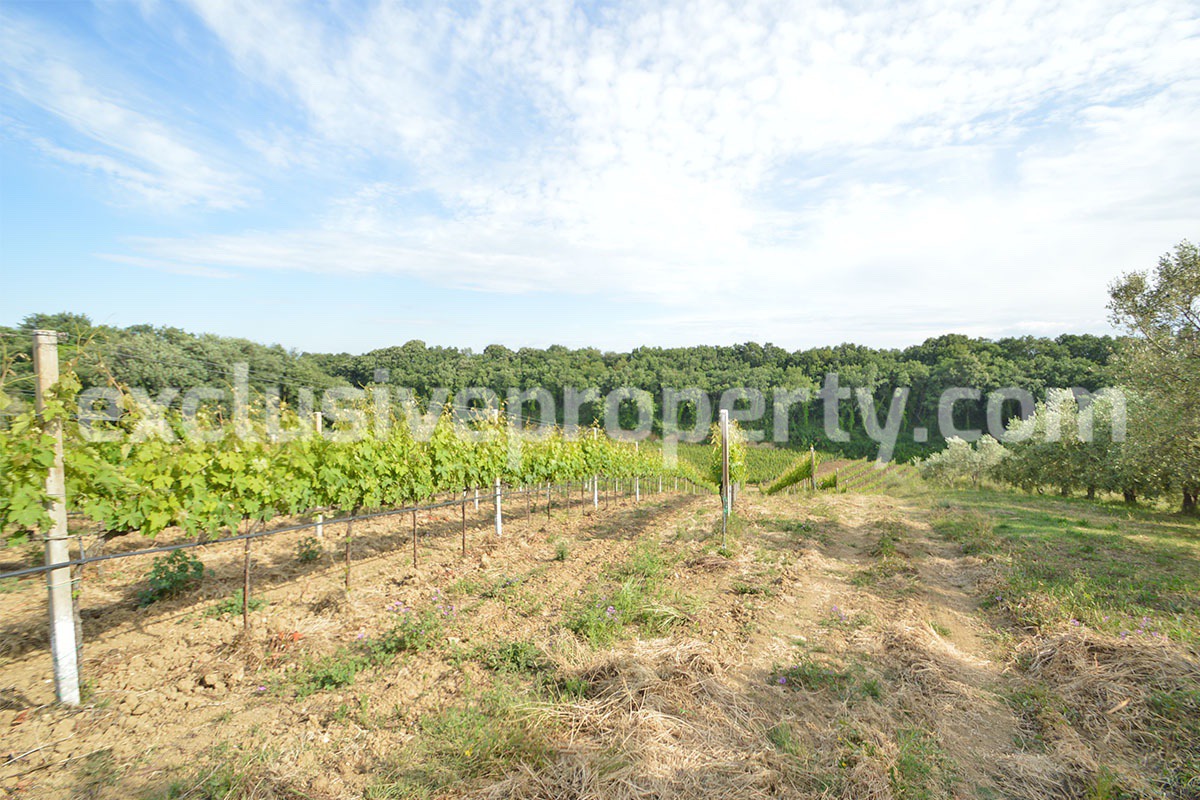 Vineyard close to the sea for sale in Torino di Sangro - Abruzzo