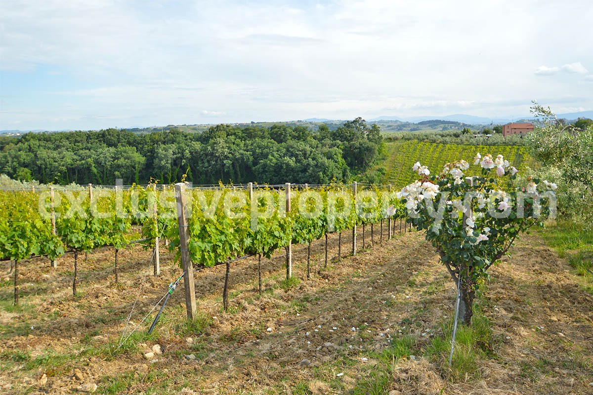 Vineyard close to the sea for sale in Torino di Sangro - Abruzzo