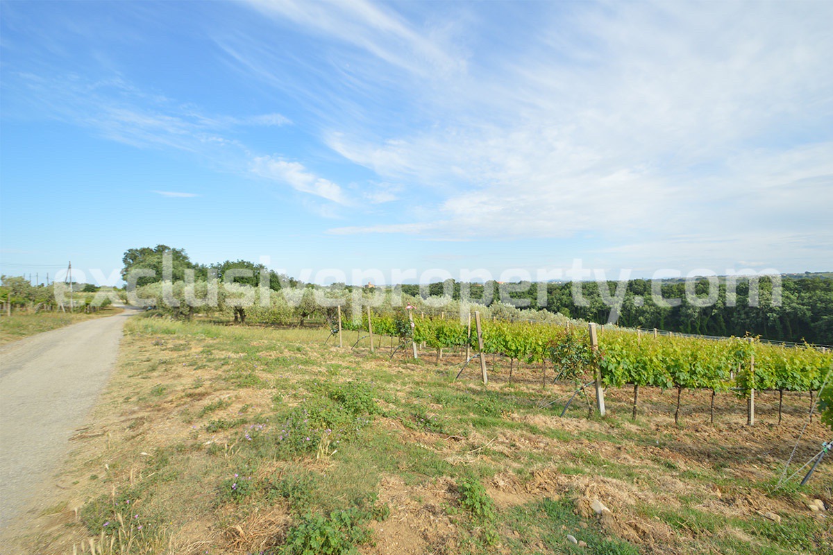 Vineyard close to the sea for sale in Torino di Sangro - Abruzzo 8