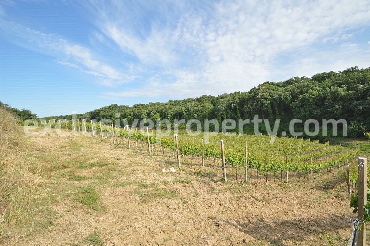 Vineyard close to the sea for sale in Torino di Sangro - Abruzzo 10