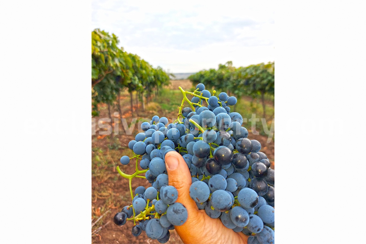 Dream Winery for Sale in Italy - Live and Work in a Stunning Vineyard Estate with Restaurant - Villa - Sea Views
