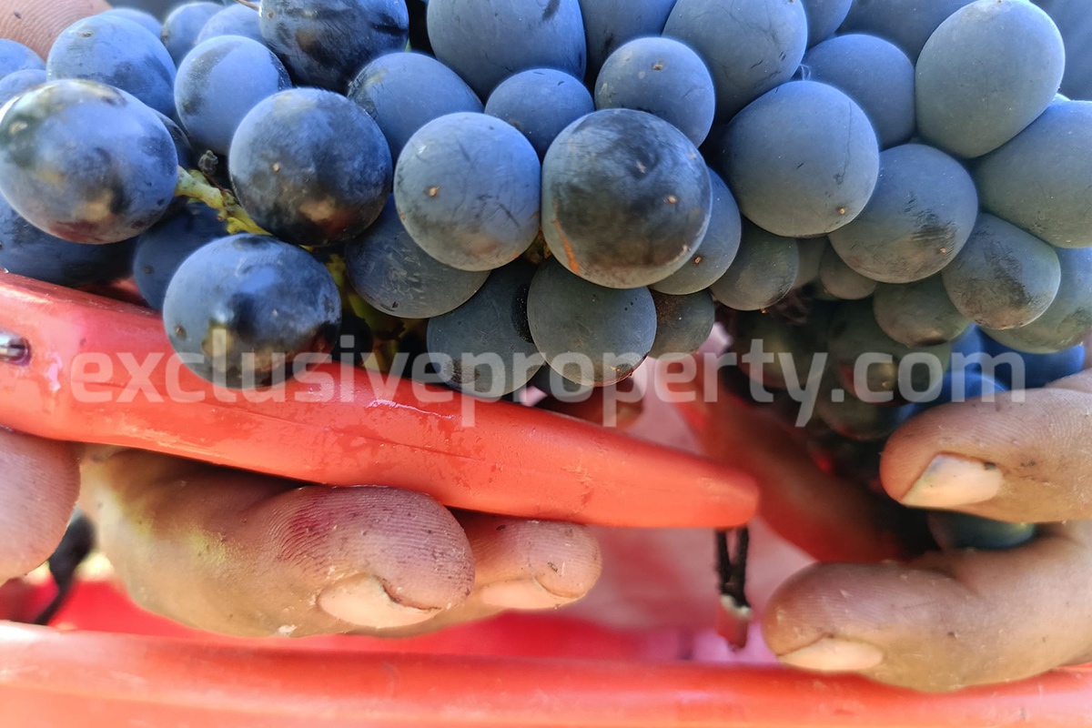 Dream Winery for Sale in Italy - Live and Work in a Stunning Vineyard Estate with Restaurant - Villa - Sea Views