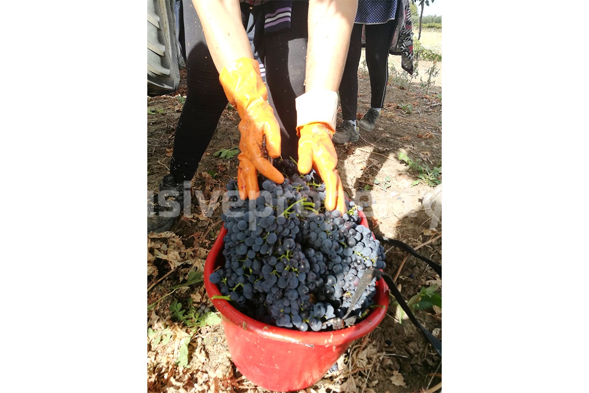 Dream Winery for Sale in Italy - Live and Work in a Stunning Vineyard Estate with Restaurant - Villa - Sea Views