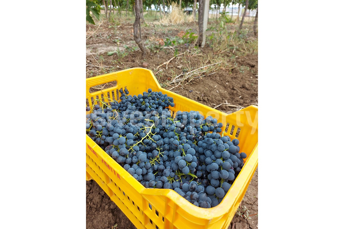 Dream Winery for Sale in Italy - Live and Work in a Stunning Vineyard Estate with Restaurant - Villa - Sea Views