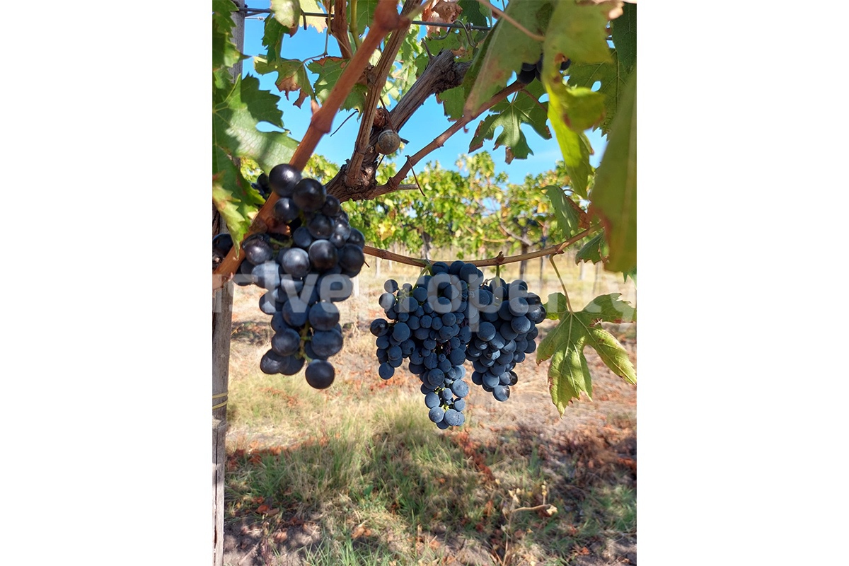 Dream Winery for Sale in Italy - Live and Work in a Stunning Vineyard Estate with Restaurant - Villa - Sea Views