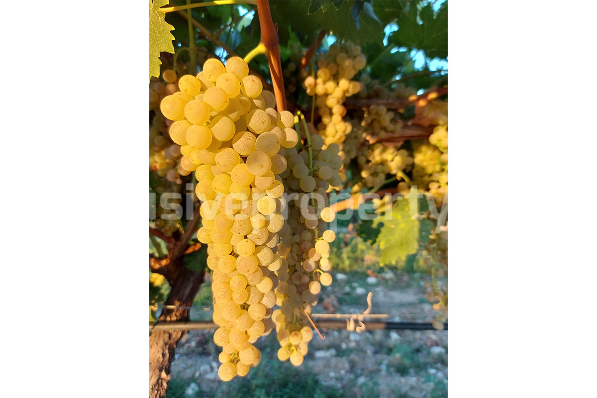 Dream Winery for Sale in Italy - Live and Work in a Stunning Vineyard Estate with Restaurant - Villa - Sea Views
