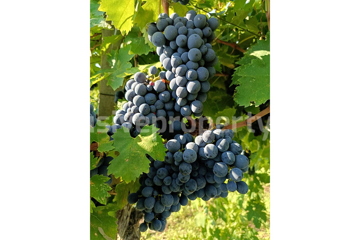 Dream Winery for Sale in Italy - Live and Work in a Stunning Vineyard Estate with Restaurant - Villa - Sea Views