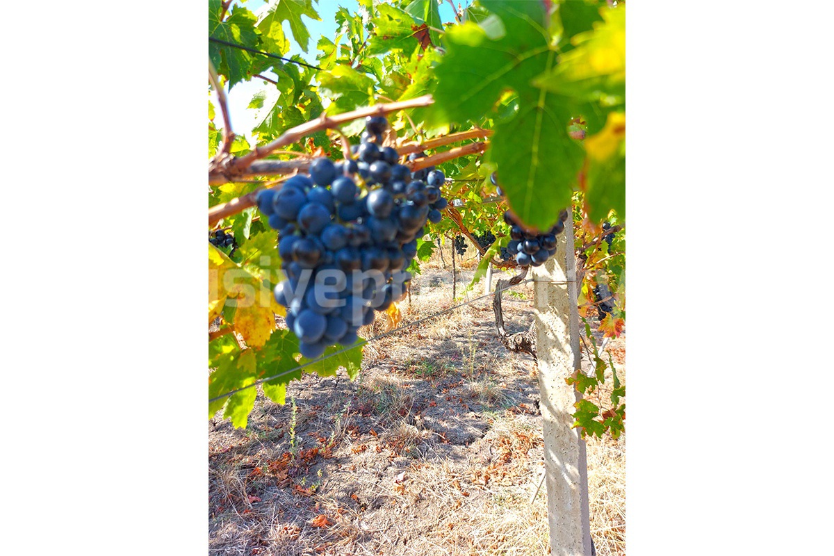 Dream Winery for Sale in Italy - Live and Work in a Stunning Vineyard Estate with Restaurant - Villa - Sea Views