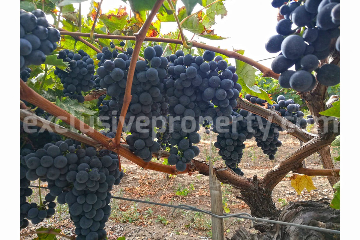 Dream Winery for Sale in Italy - Live and Work in a Stunning Vineyard Estate with Restaurant - Villa - Sea Views