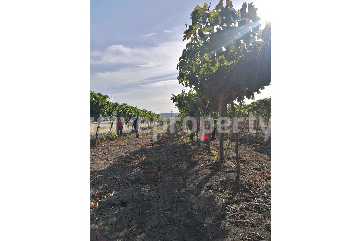 Dream Winery for Sale in Italy - Live and Work in a Stunning Vineyard Estate with Restaurant - Villa - Sea Views