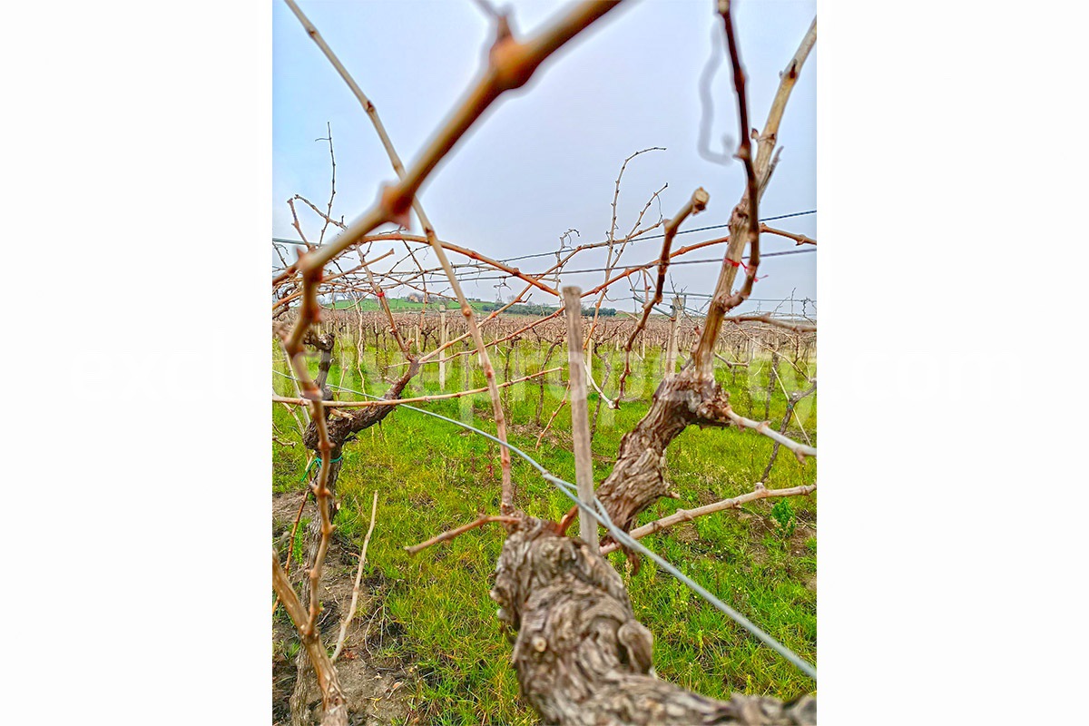 Dream Winery for Sale in Italy - Live and Work in a Stunning Vineyard Estate with Restaurant - Villa - Sea Views