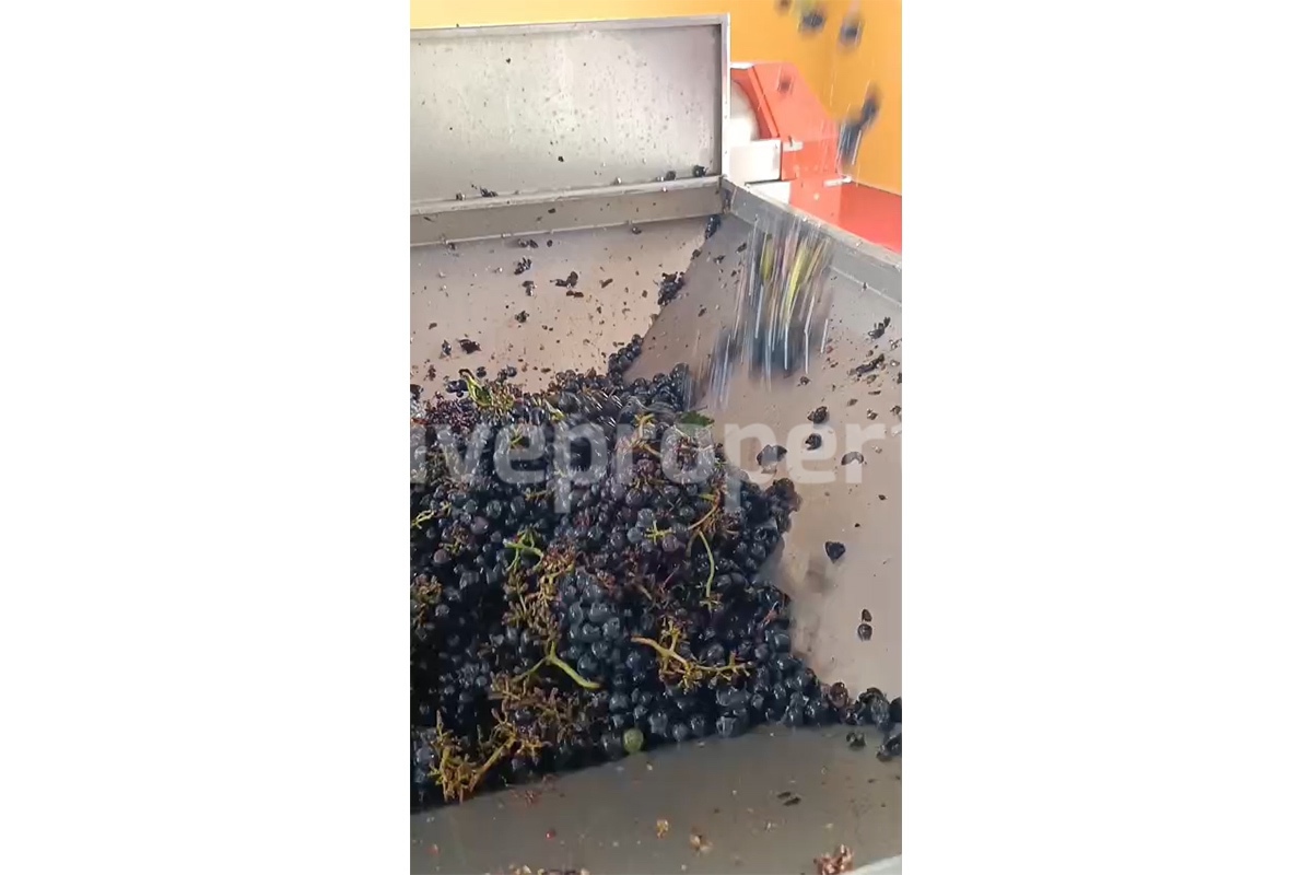Dream Winery for Sale in Italy - Live and Work in a Stunning Vineyard Estate with Restaurant - Villa - Sea Views