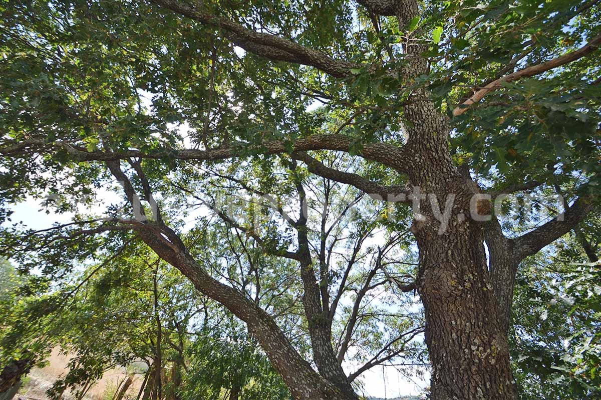 Farmhouse with 11 hectares for sale in Molise in Italy - Suitable for horses