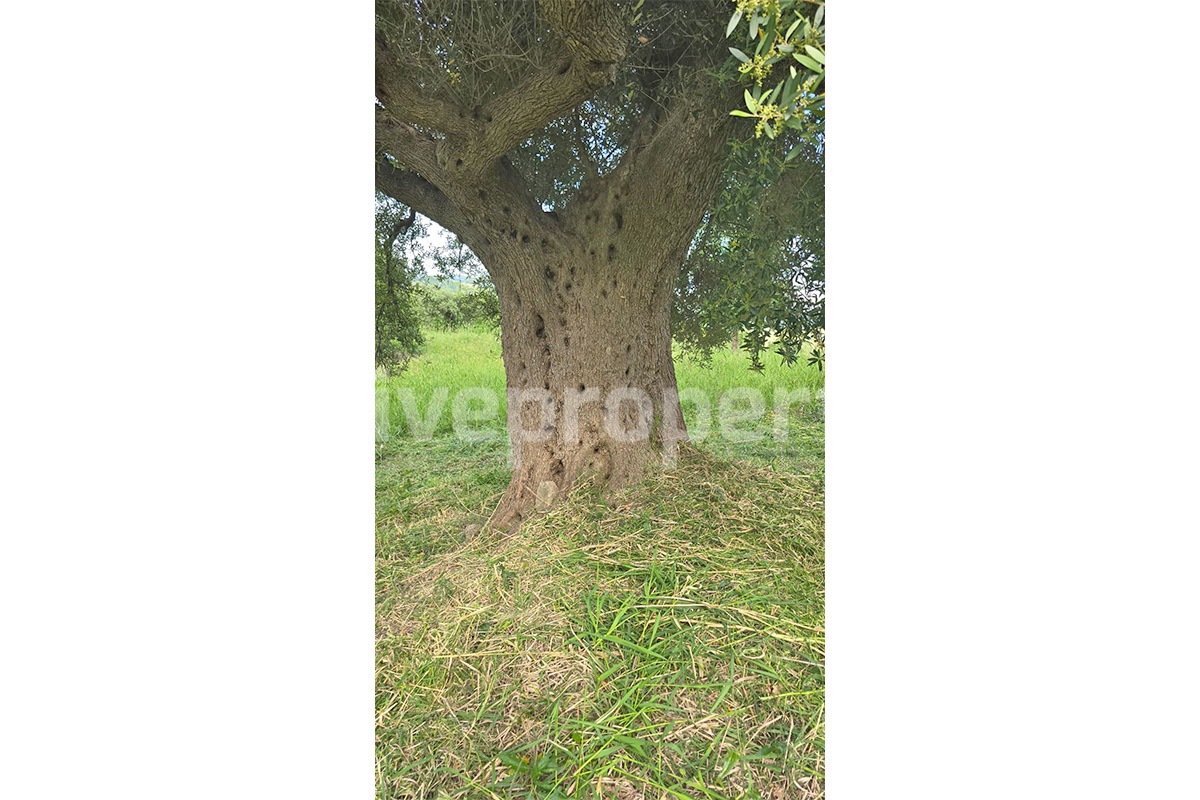 Lake View Estate with 6 Hectares - Olive Grove - Wells and Equestrian-Glamping Potential - Guardialfiera - Molise