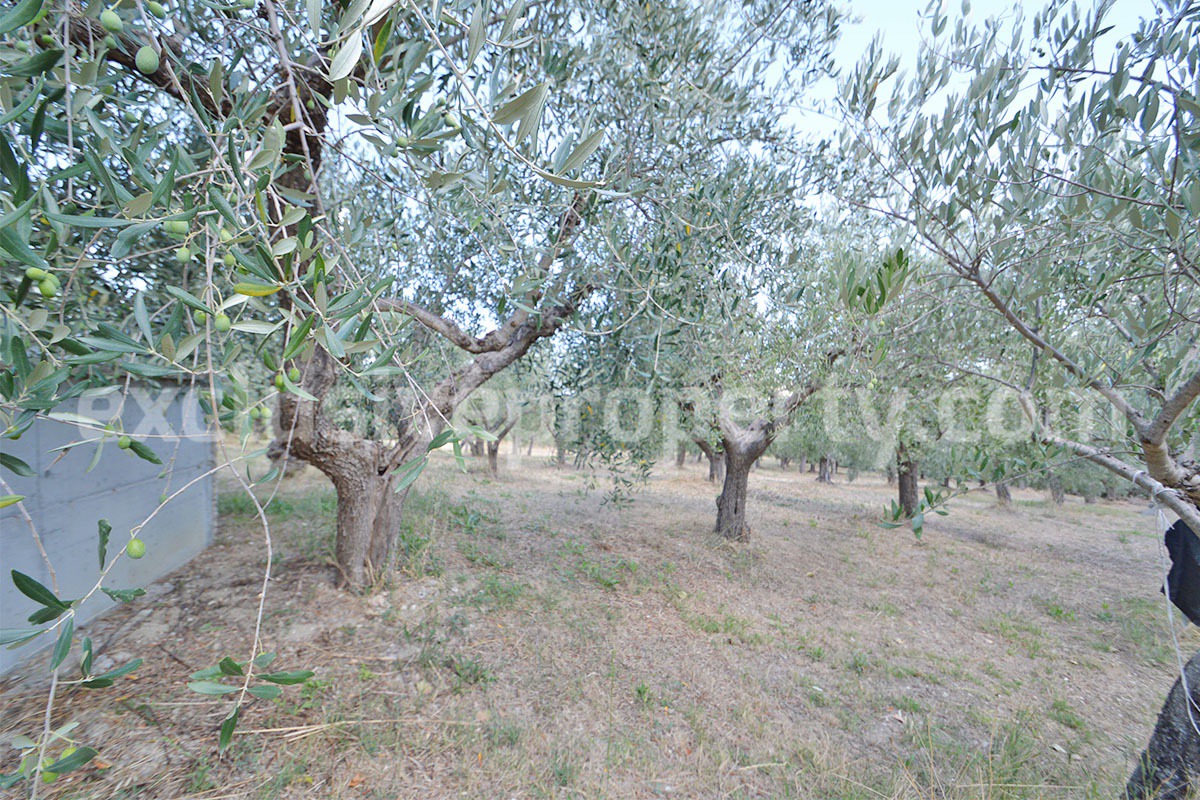 Country Home with Pool - Olive Trees and 3 Hectares for Sale in the Abruzzo Countryside - Gessopalena