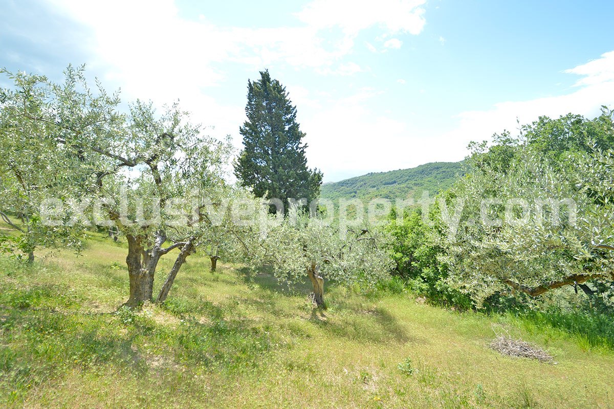 House surrounded by nature with land and centuries-old olive trees for sale 12