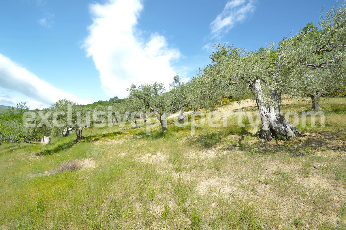 House surrounded by nature with land and centuries-old olive trees for sale 34