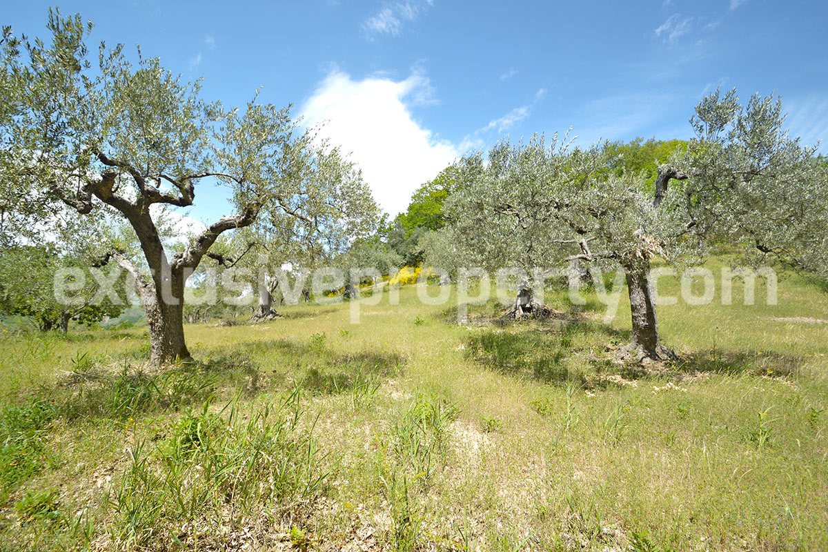 House surrounded by nature with land and centuries-old olive trees for sale 35