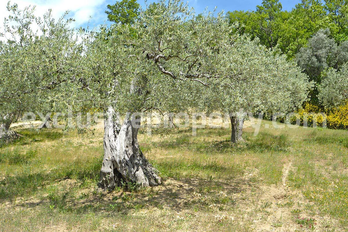 House surrounded by nature with land and centuries-old olive trees for sale 37