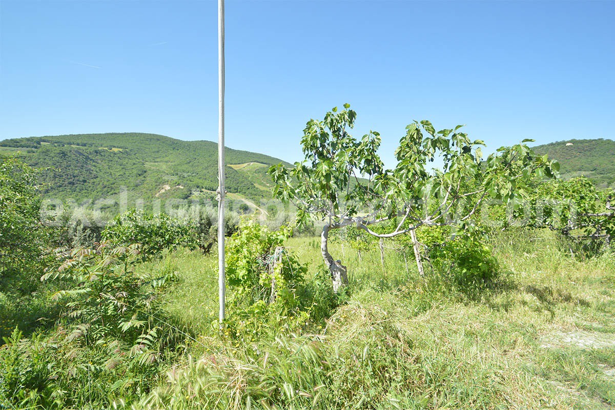 Countryside House with Olive Trees and Terrace for Sale in Guardialfiera - Molise