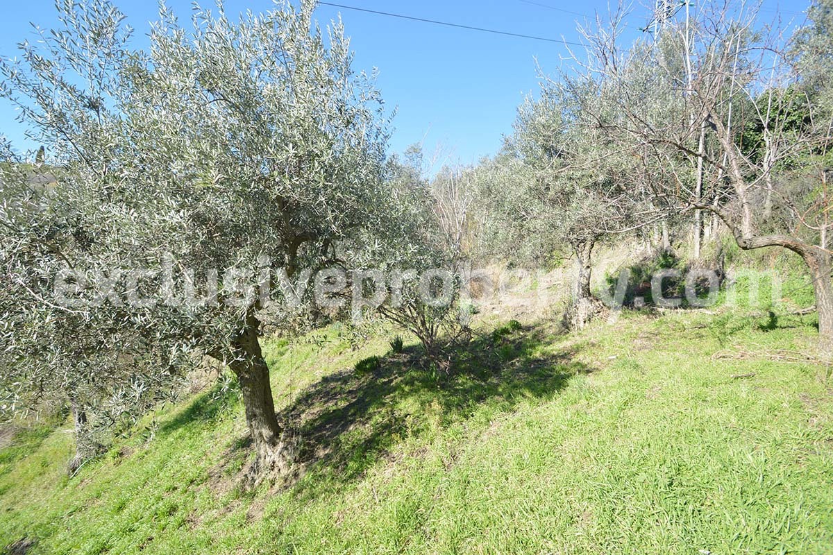 House with land and other olive trees for sale in Molise 13