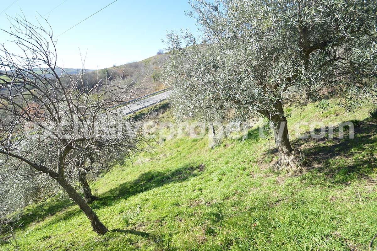 House with land and other olive trees for sale in Molise 14