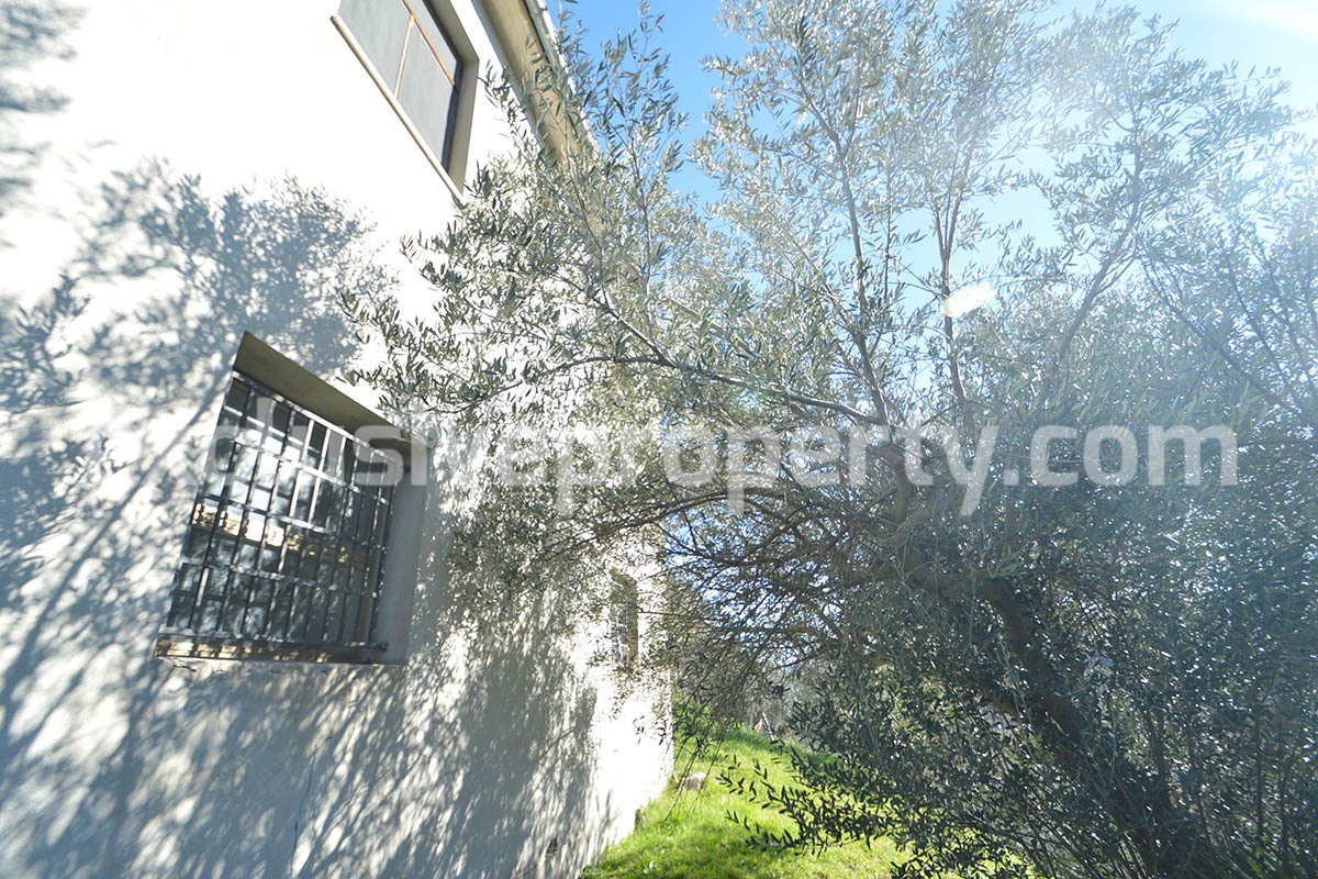 House with land and other olive trees for sale in Molise 8
